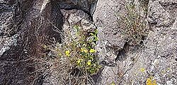 Steinige Felsen, trockene Pflanzen, gelbe Blüten, Natur, karg, widerstandsfähig. Steinige Felsen, trockene Pflanzen, gelbe Blüten, Natur, karg, widerstandsfähig.