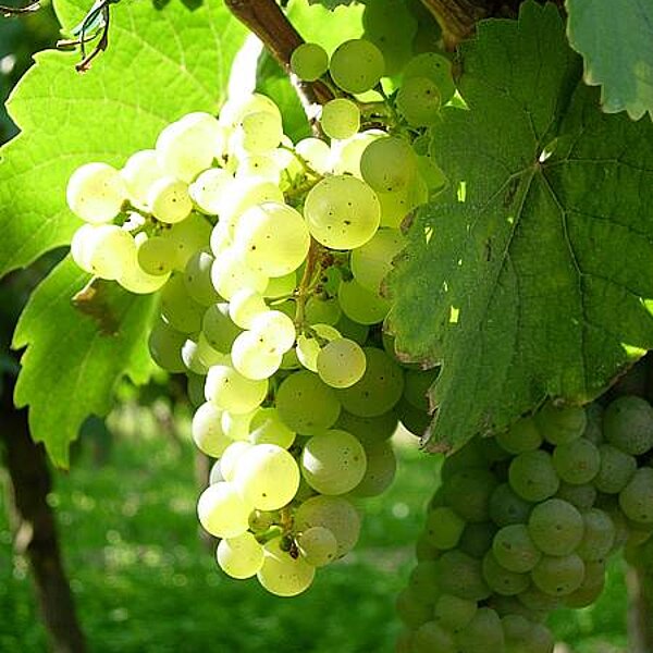 Weintrauben Stein und Wein