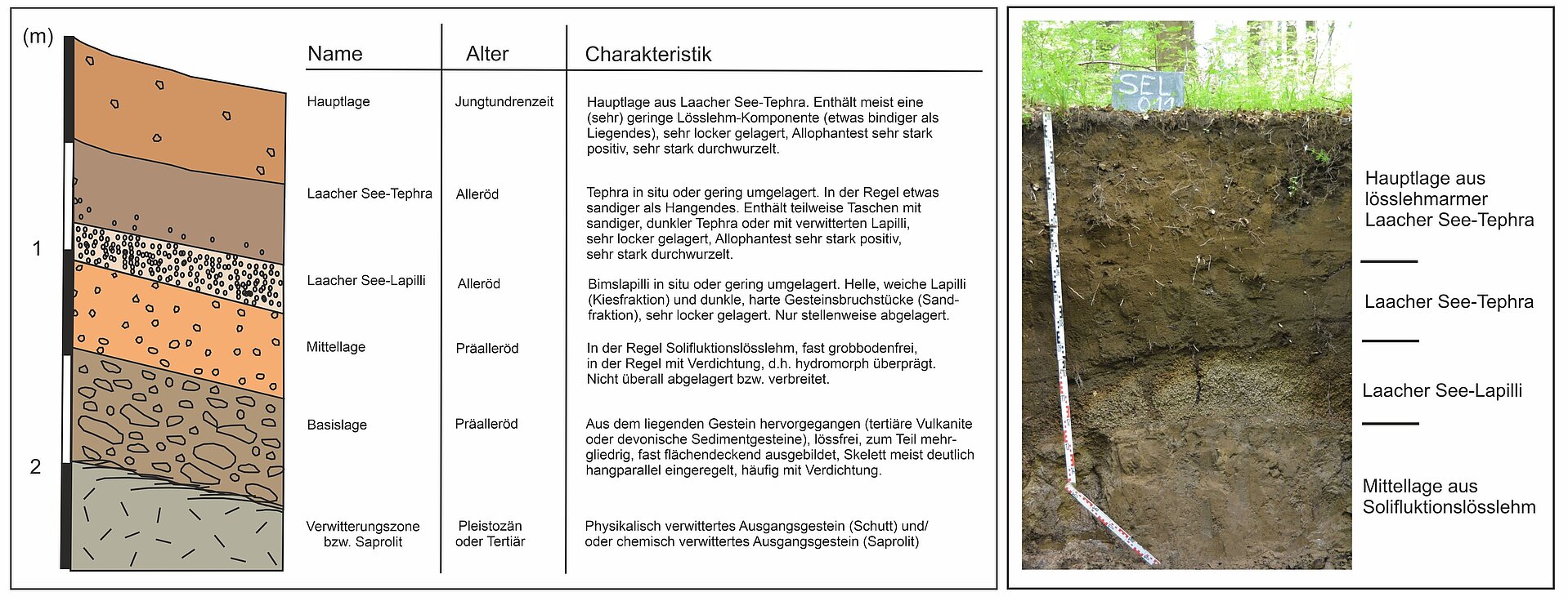 Schematisiertes Deckschichten-Sammelprofil im Westerwald für den Bereich der Andosole
