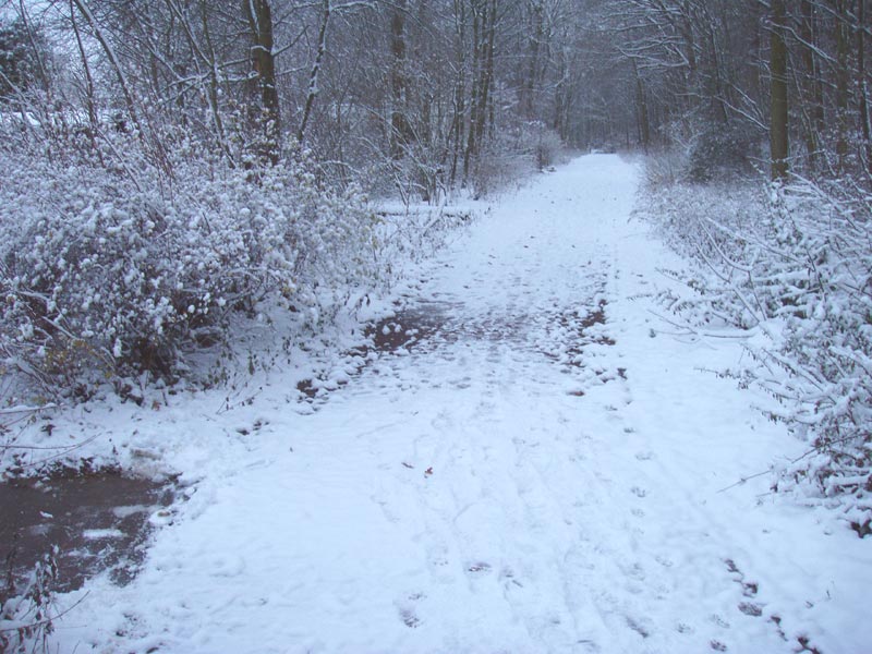 Beispiel einer Wärmeanomalie im Boden ausgelöst durch die den Weg querende Fernwärmeleitung. Beispiel einer Wärmeanomalie im Boden ausgelöst durch die den Weg querende Fernwärmeleitung.